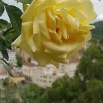 Alina